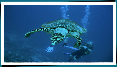 Diving sri lanka